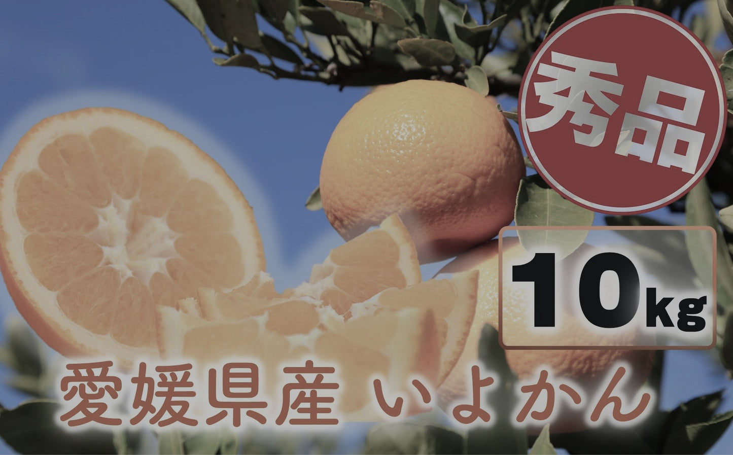 【農園直送！】愛媛県産いよかん 秀品10kg [送料込み]