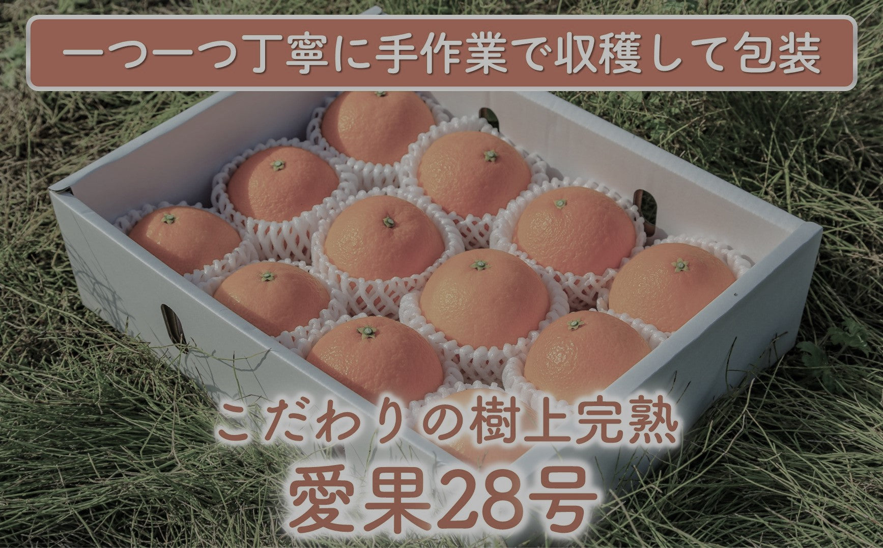 ★姫です★愛果28号　2L 5キロ 愛媛県産「秀品みかん まどんな（愛果28号）」約3kg（10～15玉