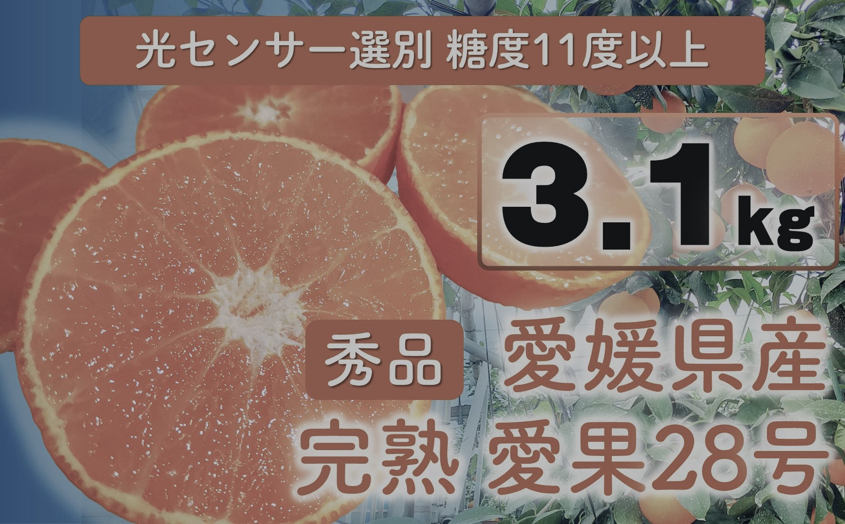 【農園直送！】完熟愛果28号 秀品3.1kg サイズミックス（10-13個） [送料込み]