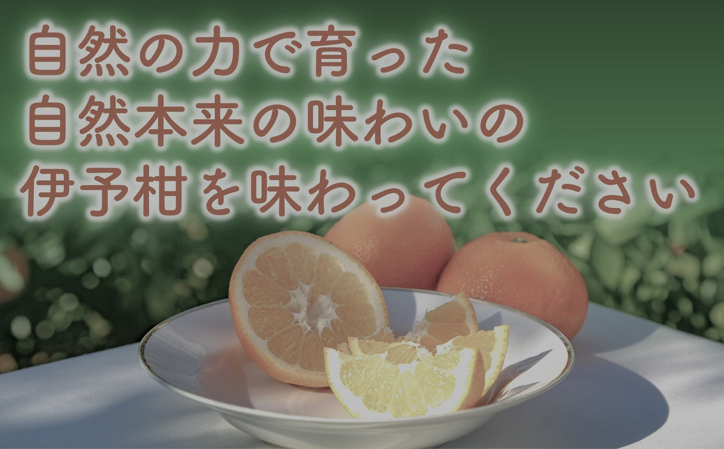 【農園直送！】愛媛県産いよかん 秀品10kg [送料込み]